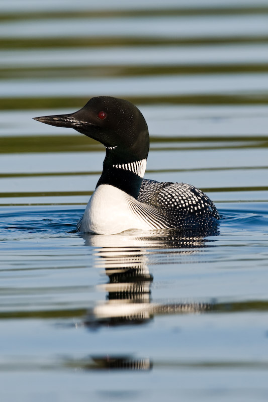 Loon with reflection