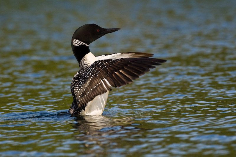 Loon flapping