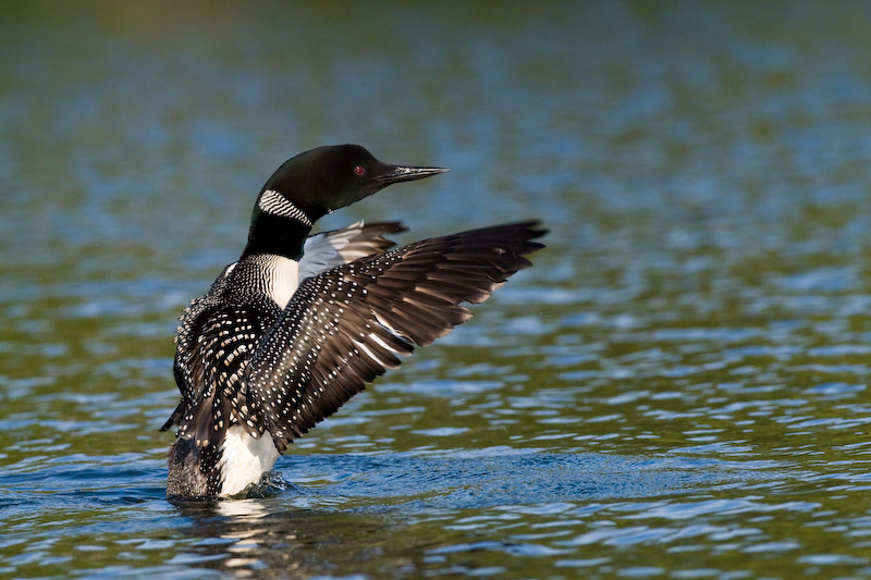 Loon flapping