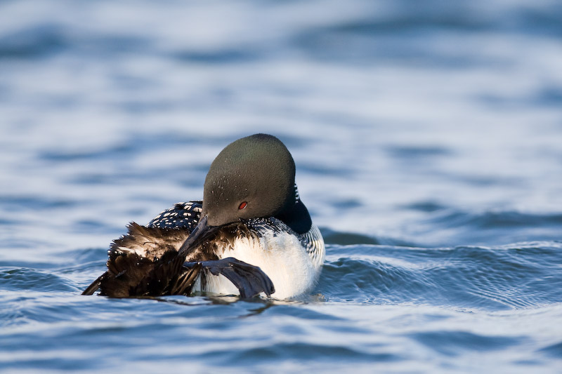 Loon preening