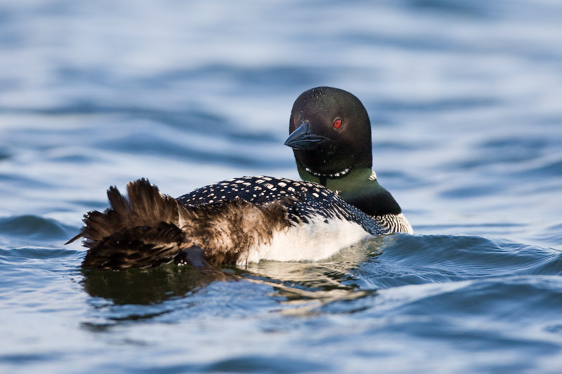 Loon looking back