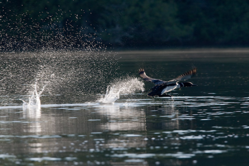 Loon launch