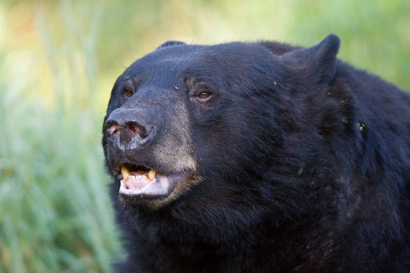 Black Bear teeth