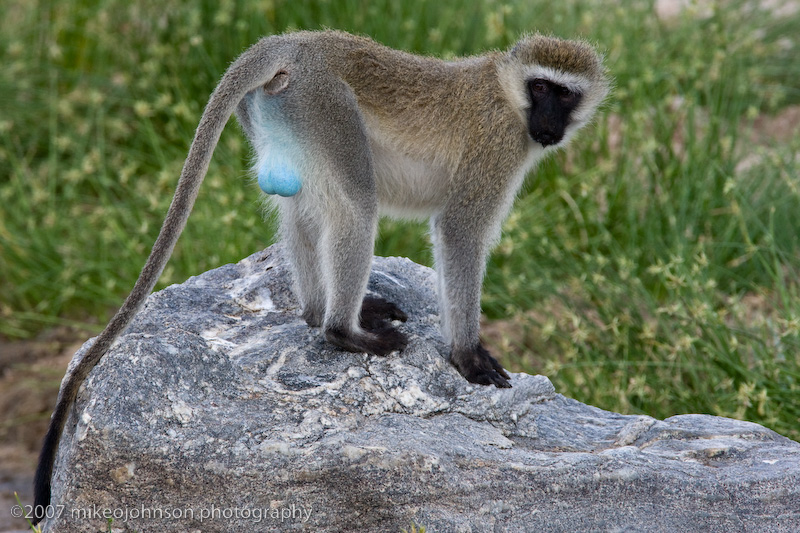 02  Blue Monkey