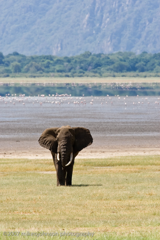 08  Elephant