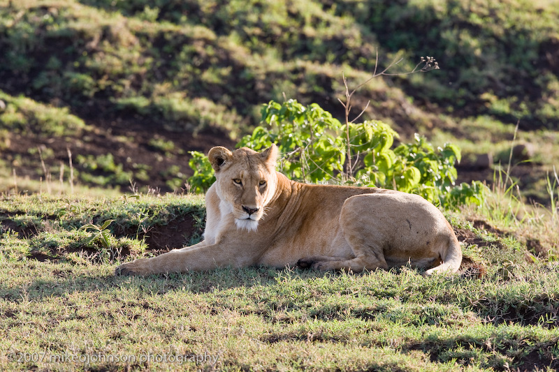 21  Lioness