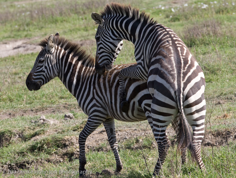 27  Zebra Play