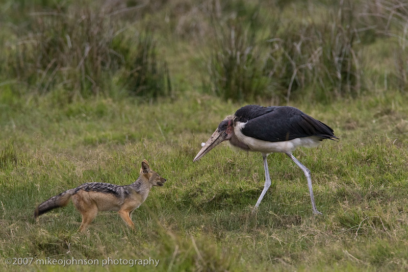 32  Stork and Jackal sparring