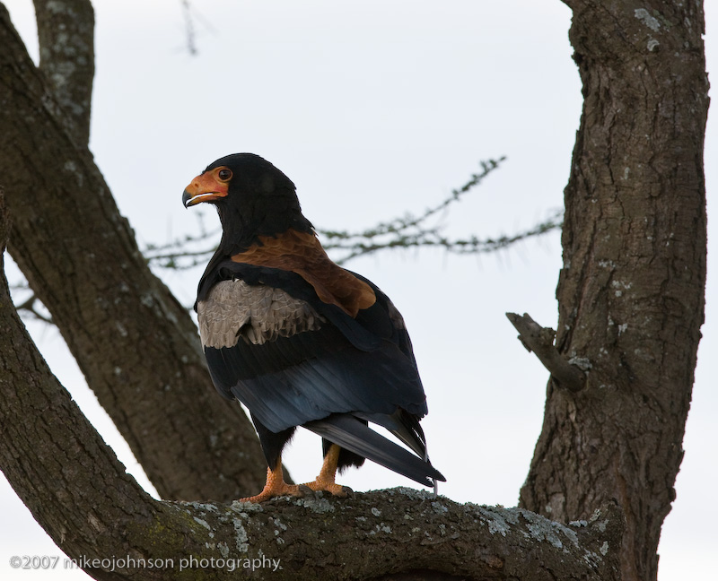 55  Bateleur Eagle