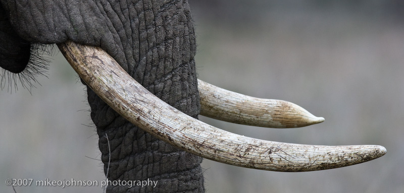 Well Used Tusks
