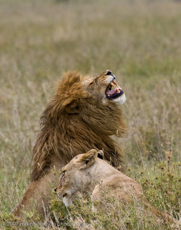 68  Frustrated Lion