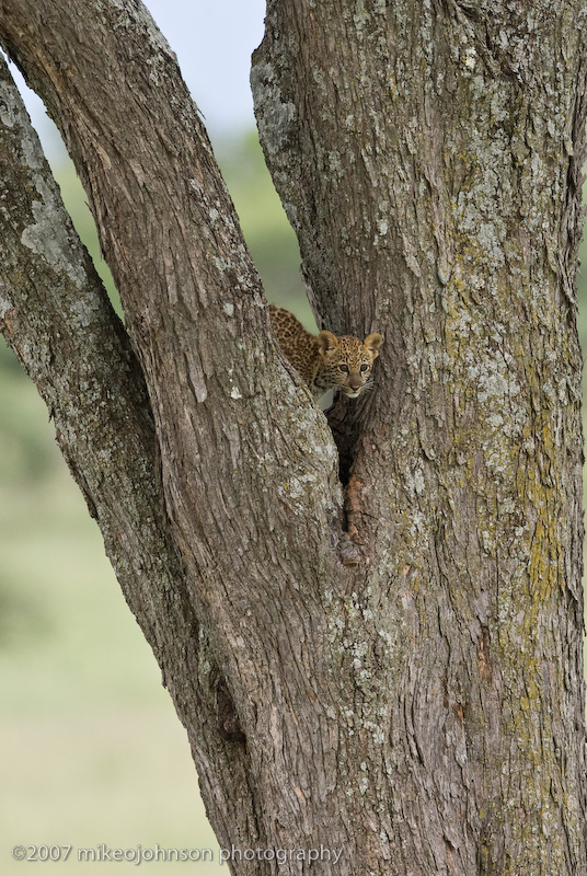 76  Leopard Kitten in Tree