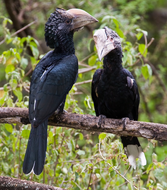 05Silvery-cheeked Hornbills