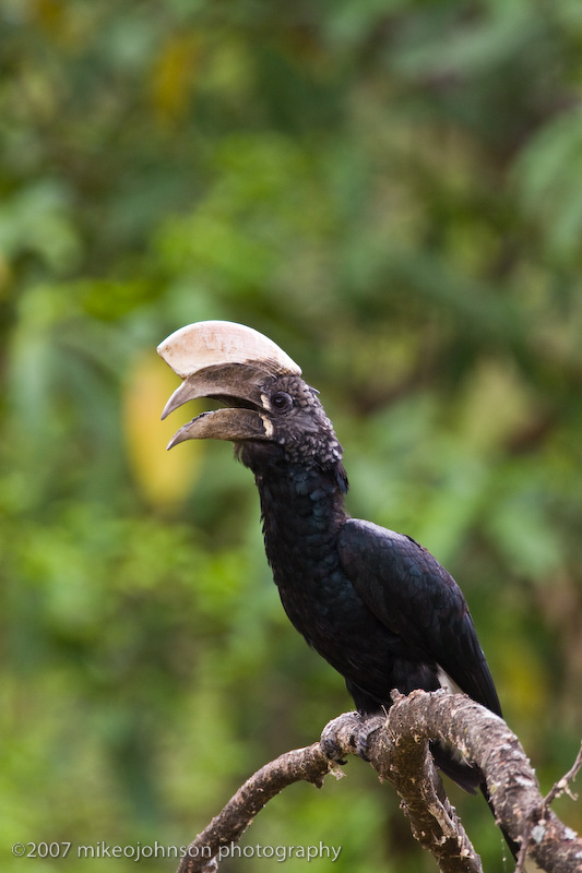 06Silvery-cheeked Hornbill