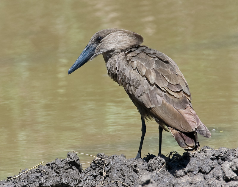 11Hamerkop