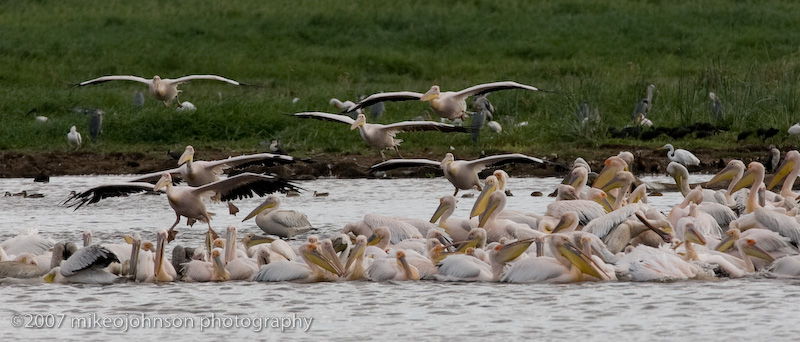 14Mostly Great White Pelicans