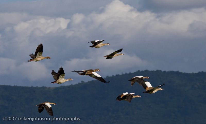 22Egyptian Geese in Flight