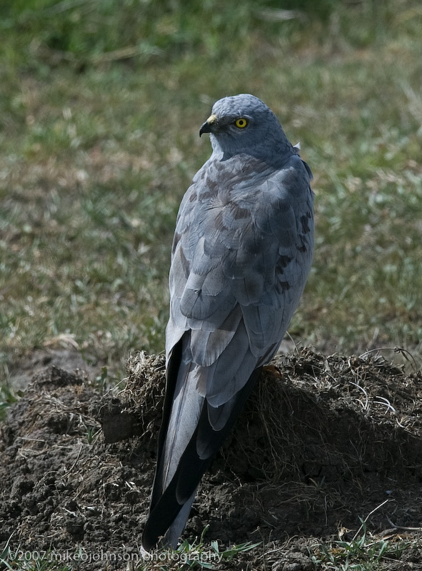 24Montagus Harrier