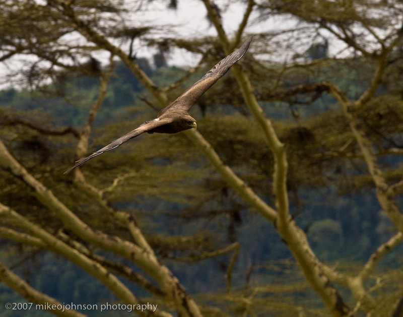 31Tawny Eagle in Flight