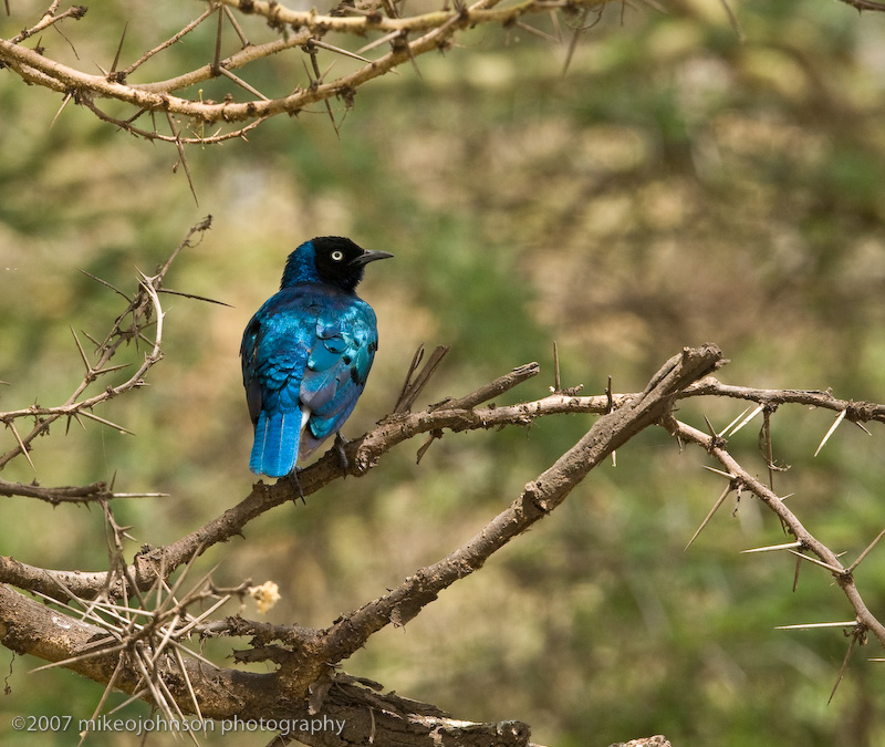 32Superb Starling
