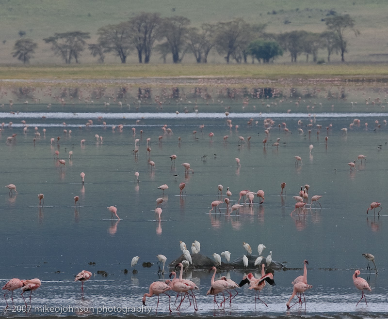 34Flamingos and Egrets at the Lake