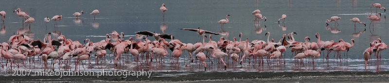 37Flamingos