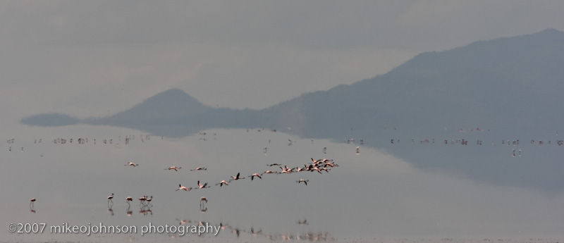 05Flamingos in Dusk on Lake Manyara