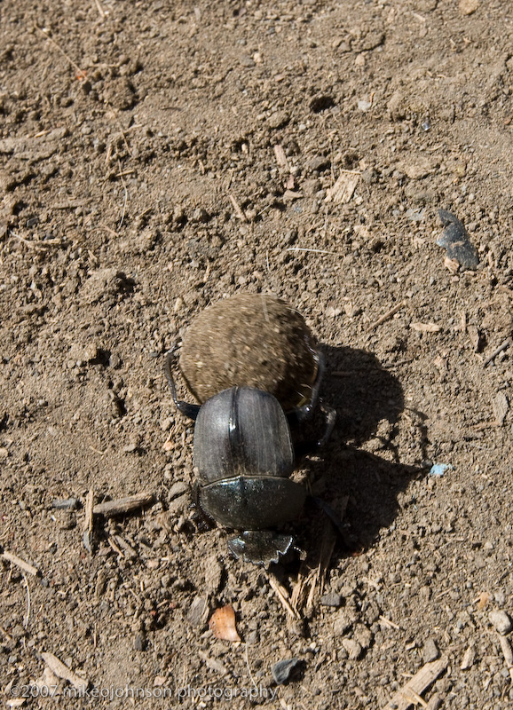 11Dung Beetle
