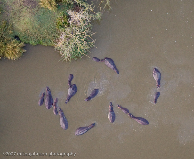 24Hippo Pool from Balloon