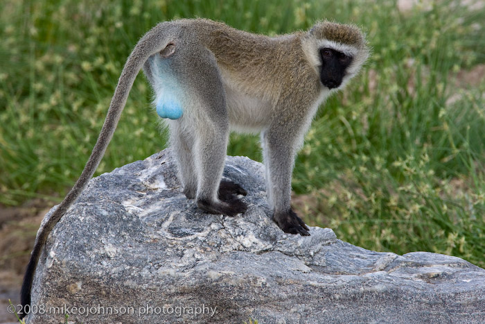 02Blue Monkey