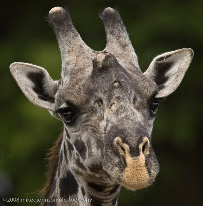 03Giraffe Portrait