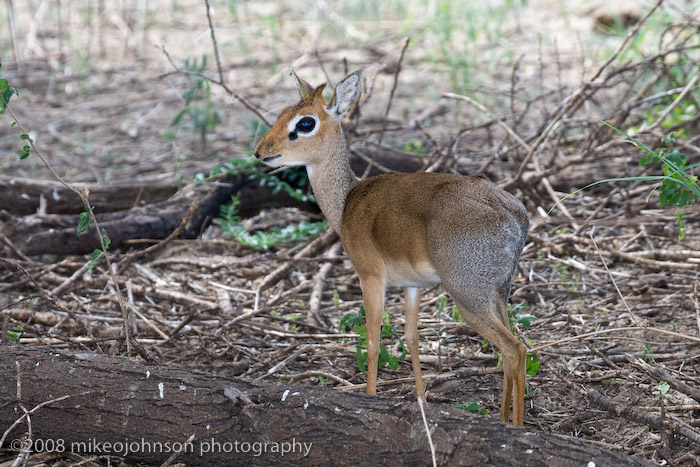 04DikDik