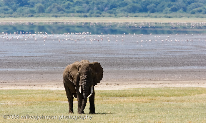 07Elephant