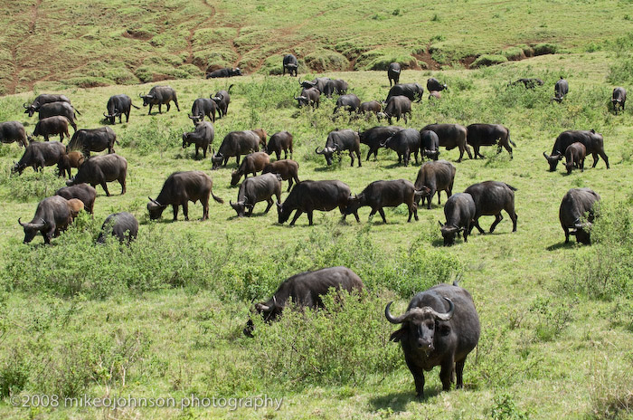 12Grazing Cape Buffalo, Except One