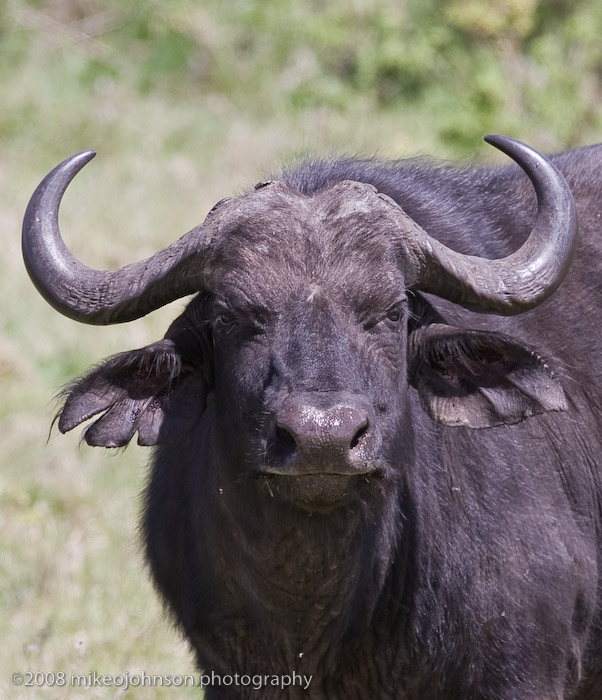14Cape Buffalo