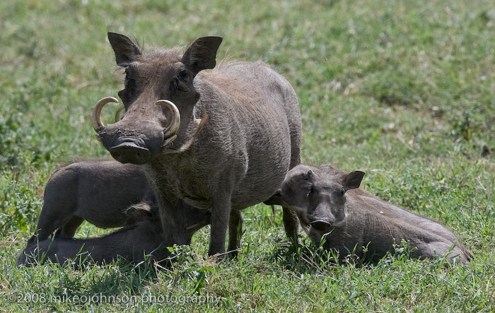 19Warthog Family Feed