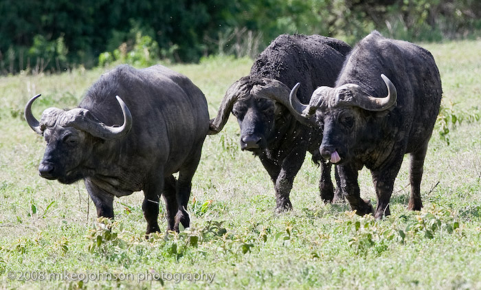 21Cape Buffalo and Flies