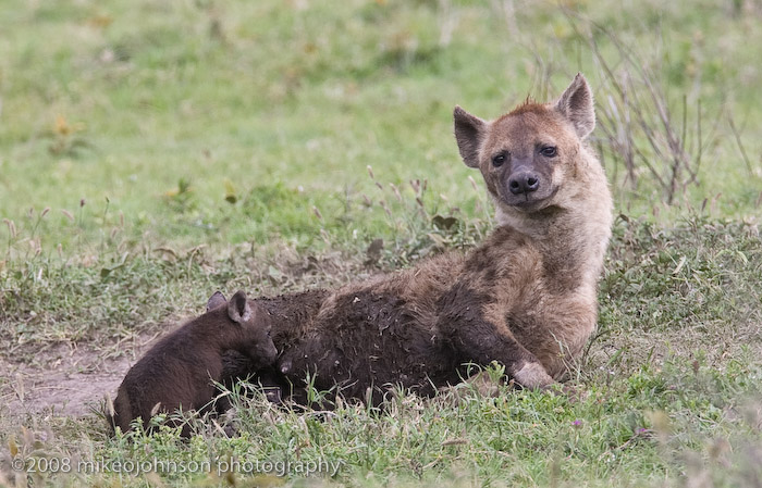 23Hyena Nursing