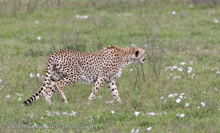 24Cheetah on the Prowl