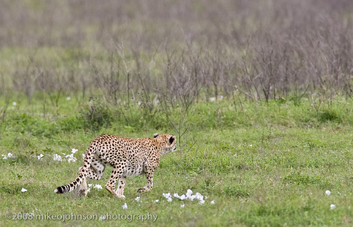 25Cheetah Chase