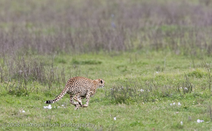 28Cheetah Chase