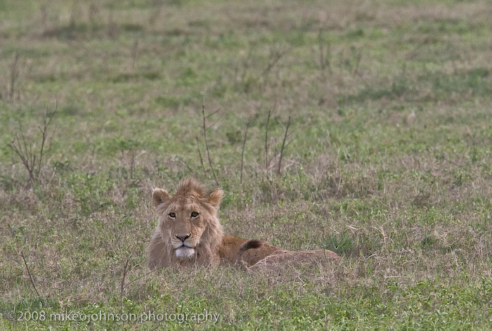 35Lion Watching