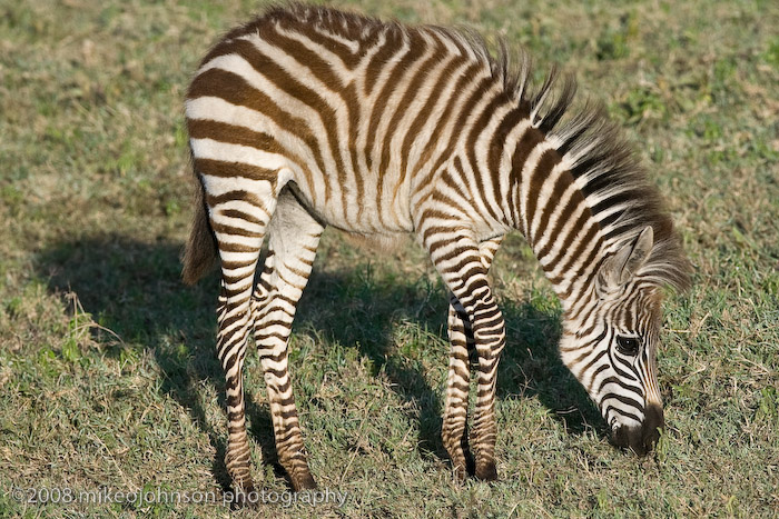 36Zebra Baby