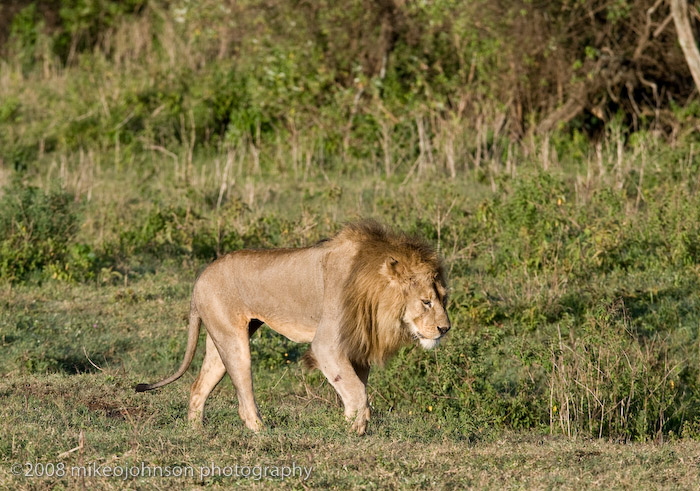 39Male Lion with limp