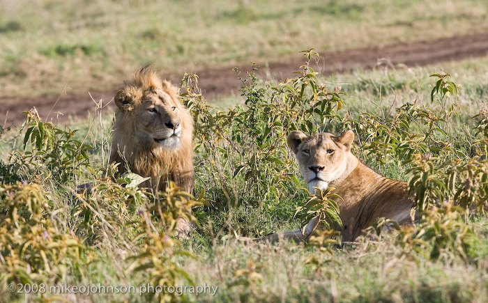 41Lion Pair at Rest