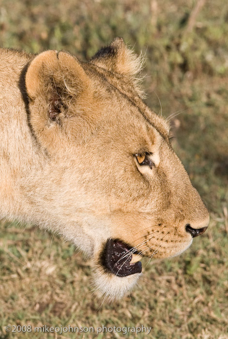 42Lioness Portrait