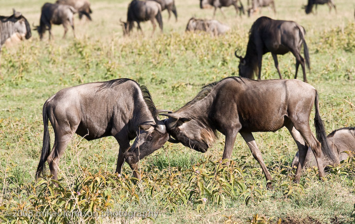 44Sparring Wildebeest