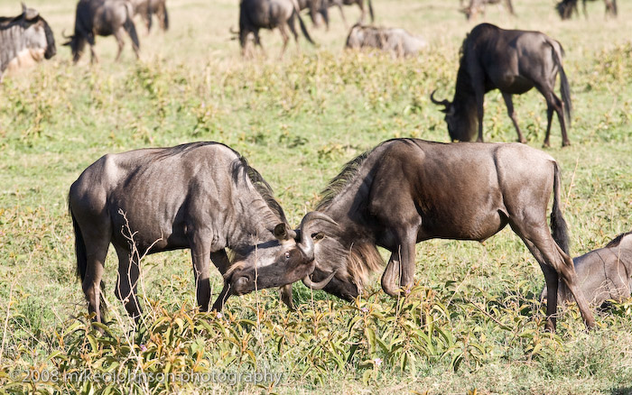 45Sparring Wildebeest