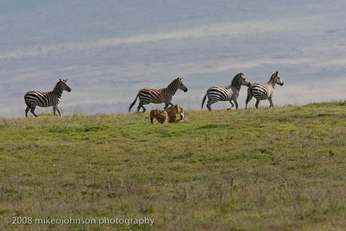 51Taking the Baby Zebra