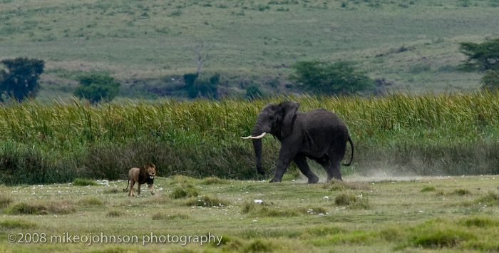60Elephant Chases Lion